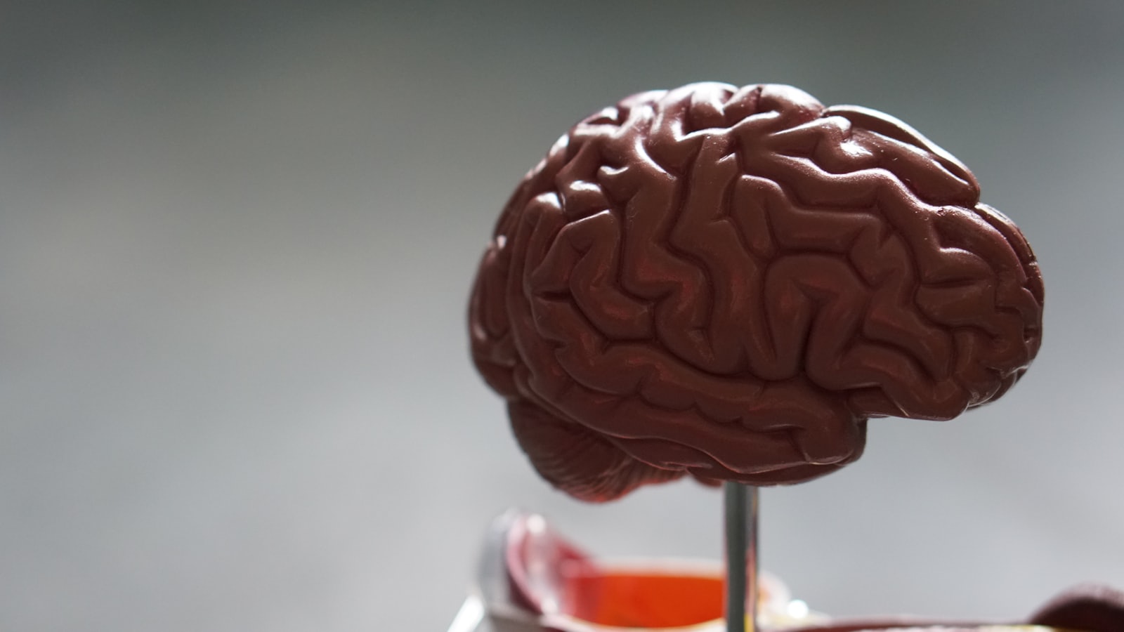 Brain and neuroscience concepts representing the educational focus on understanding mental health and brain function