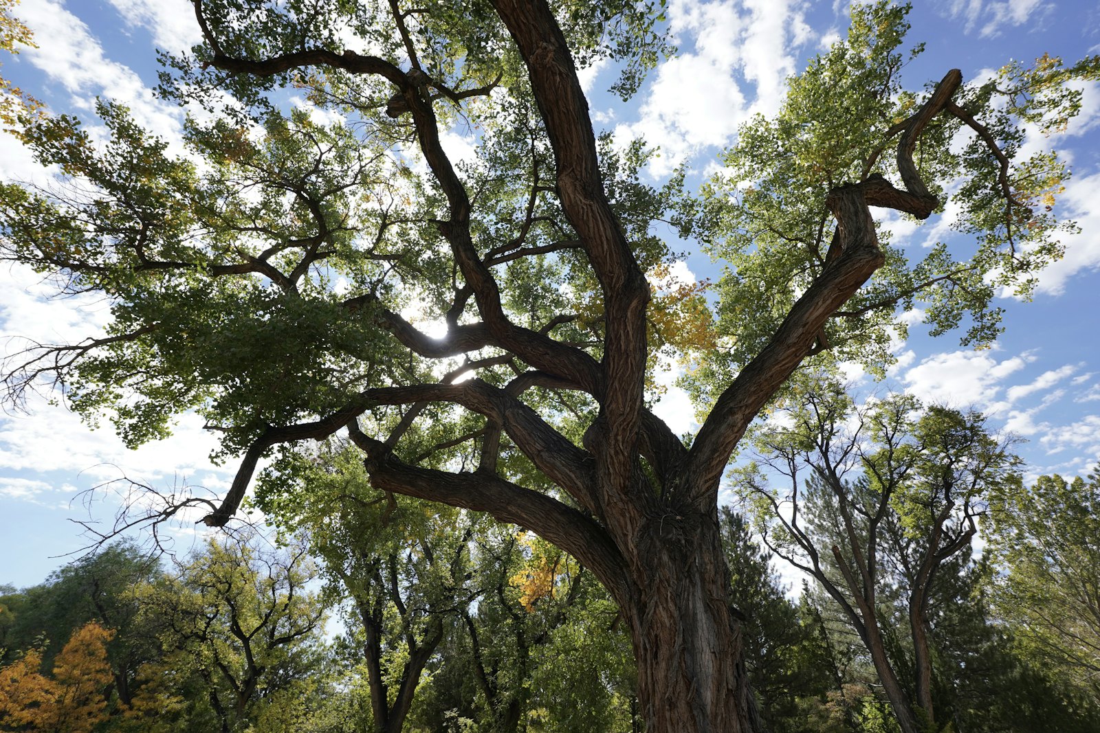 Person meditating peacefully in nature, embodying the mindfulness and present moment awareness cultivated in therapy
